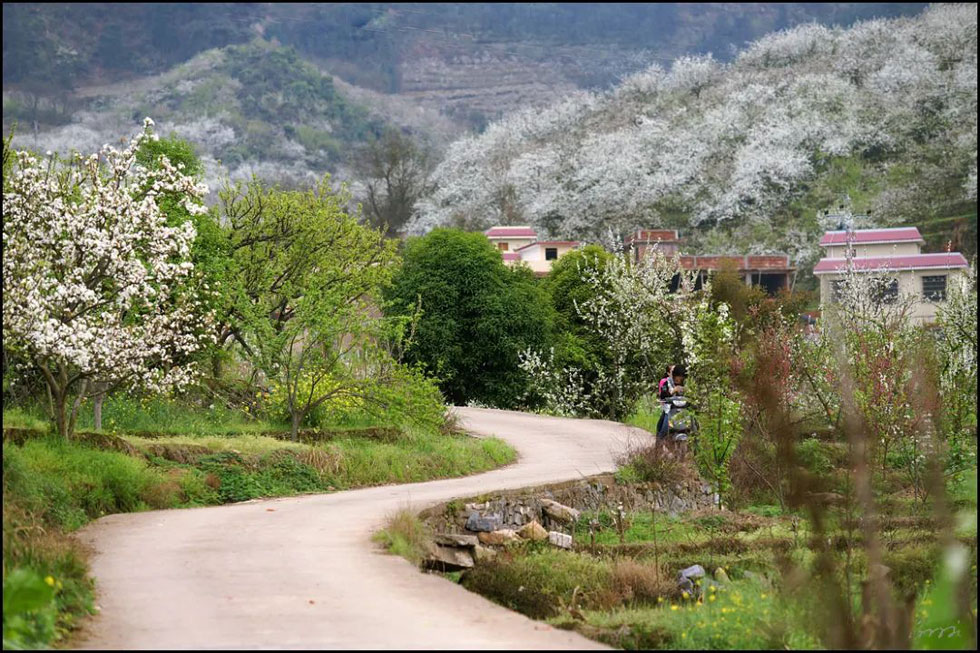 【春天，广西桂林灌阳县向您发出邀请！】我们在灌阳看梨花 - 游山玩水 - 晋城生活社区 - 晋城28生活网 jincheng.28life.com