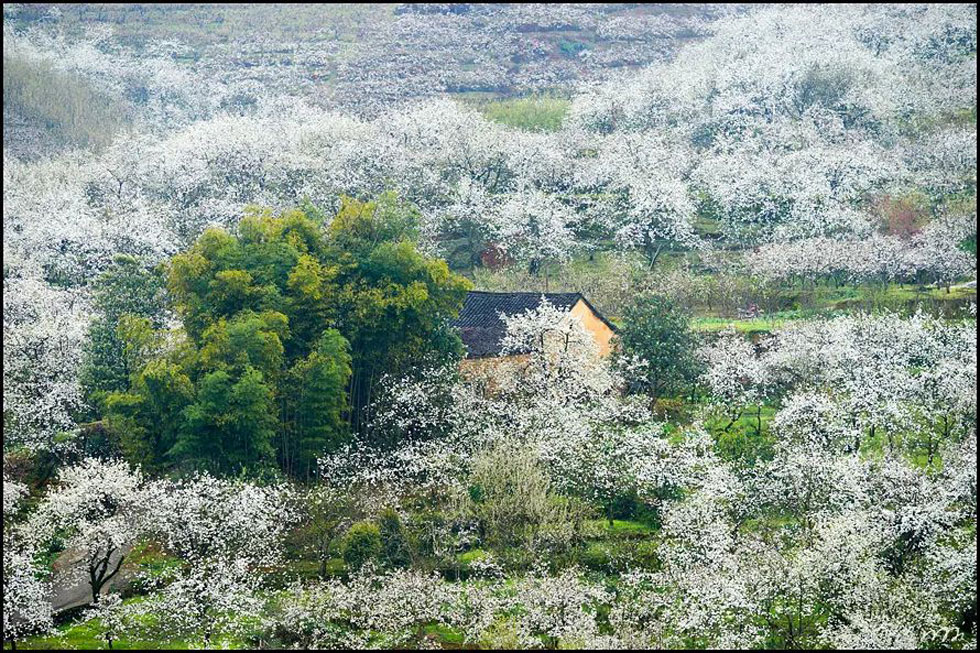 【春天，广西桂林灌阳县向您发出邀请！】我们在灌阳看梨花 - 游山玩水 - 晋城生活社区 - 晋城28生活网 jincheng.28life.com