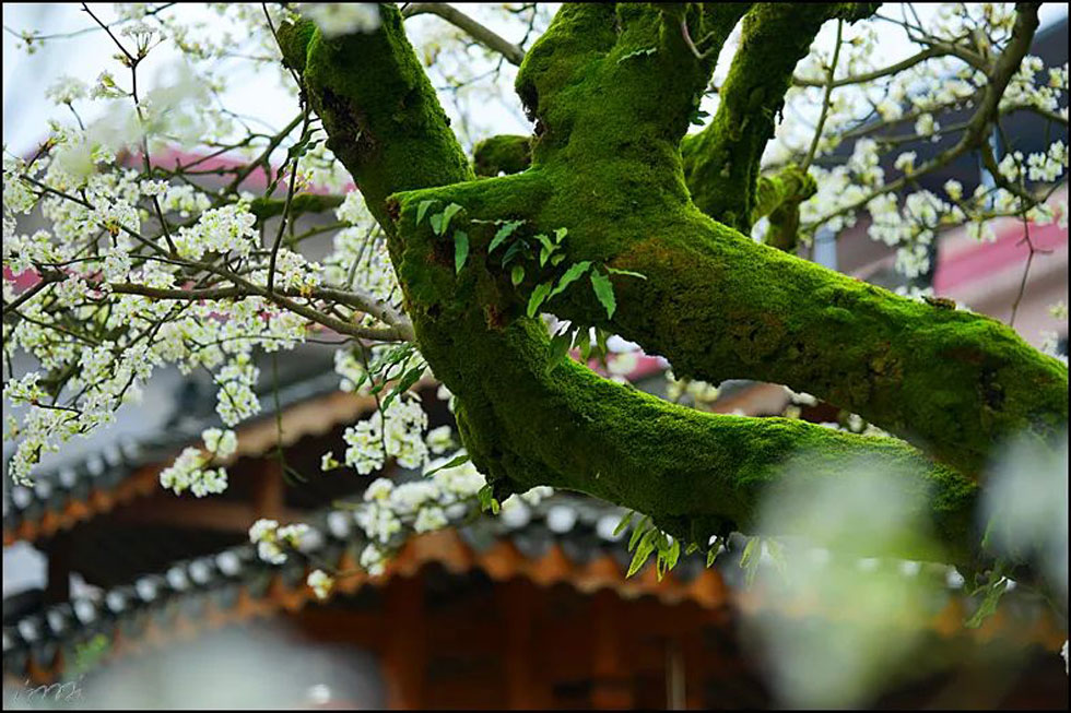 【春天，广西桂林灌阳县向您发出邀请！】我们在灌阳看梨花 - 游山玩水 - 晋城生活社区 - 晋城28生活网 jincheng.28life.com