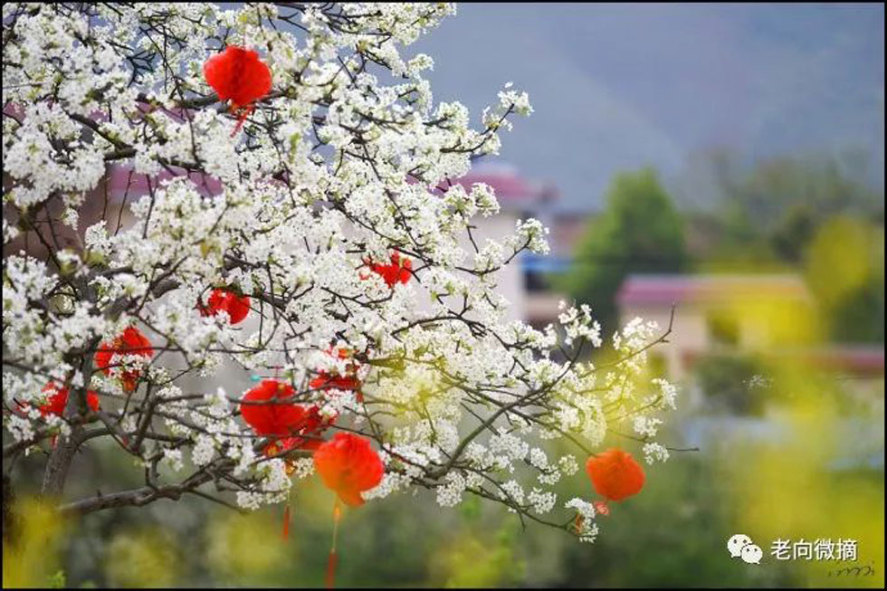 【春天，广西桂林灌阳县向您发出邀请！】我们在灌阳看梨花 - 游山玩水 - 晋城生活社区 - 晋城28生活网 jincheng.28life.com