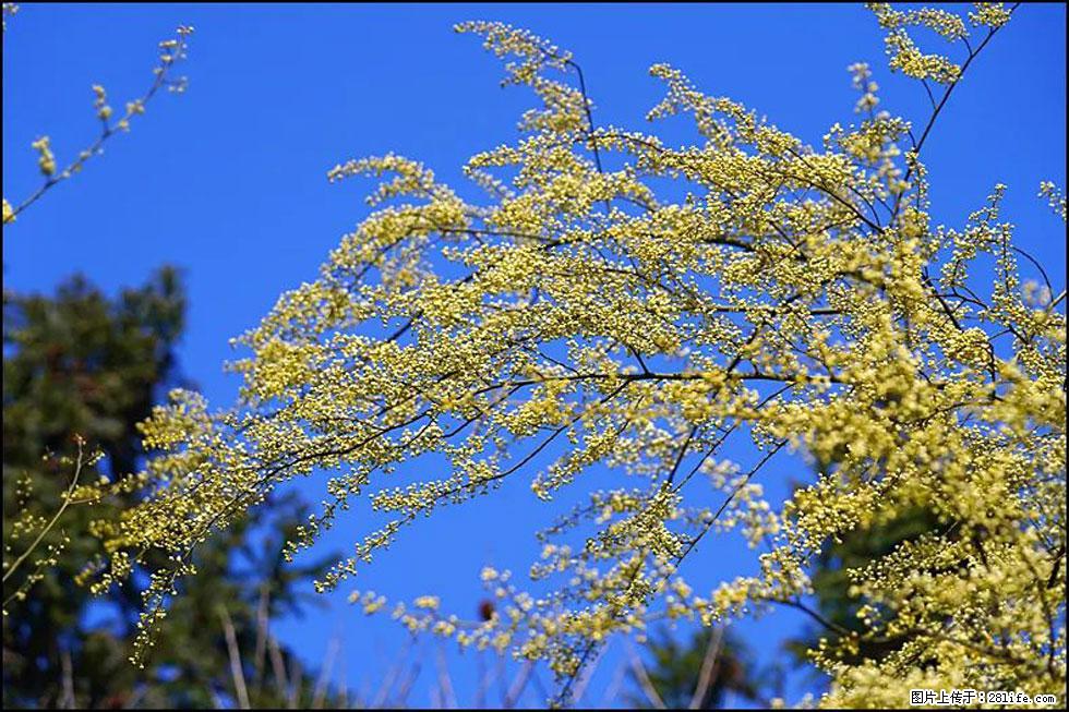 【春天,广西桂林灌阳县向您发出邀请!】米珠山前有片山苍子花在飘香 - 游山玩水 - 晋城生活社区 - 晋城28生活网 jincheng.28life.com