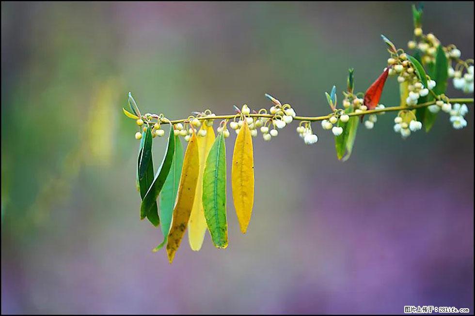 【春天,广西桂林灌阳县向您发出邀请!】米珠山前有片山苍子花在飘香 - 游山玩水 - 晋城生活社区 - 晋城28生活网 jincheng.28life.com