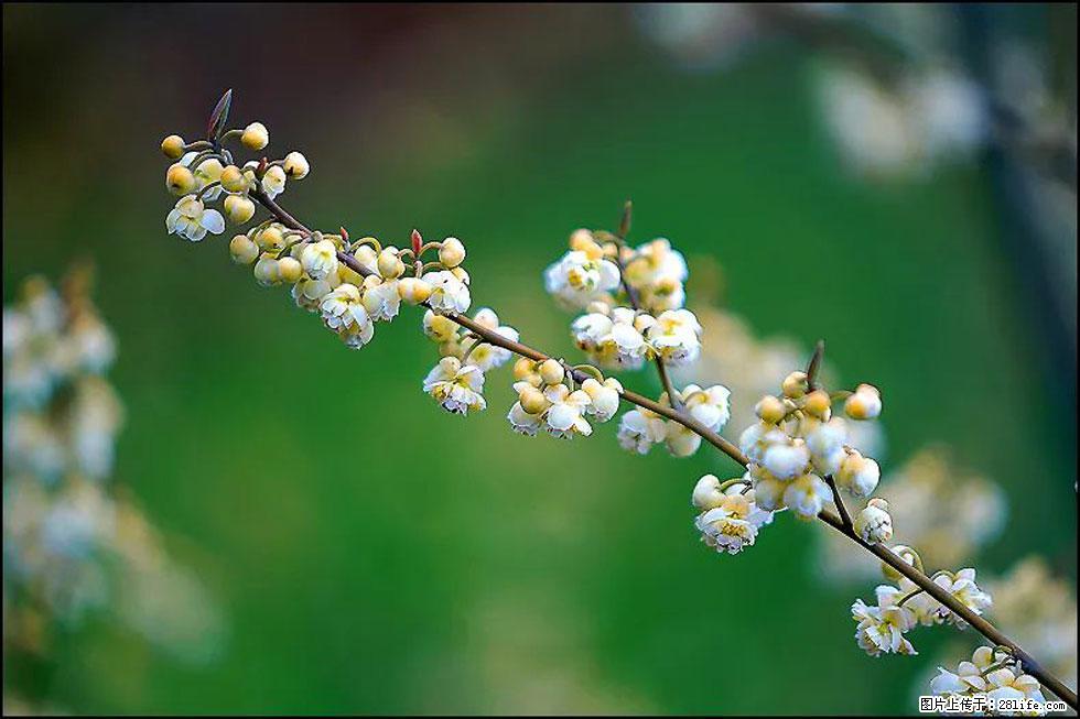 【春天,广西桂林灌阳县向您发出邀请!】米珠山前有片山苍子花在飘香 - 游山玩水 - 晋城生活社区 - 晋城28生活网 jincheng.28life.com