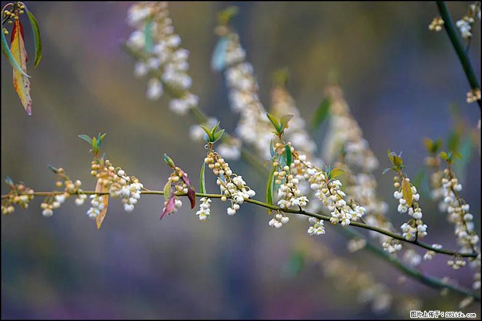 【春天,广西桂林灌阳县向您发出邀请!】米珠山前有片山苍子花在飘香 - 游山玩水 - 晋城生活社区 - 晋城28生活网 jincheng.28life.com