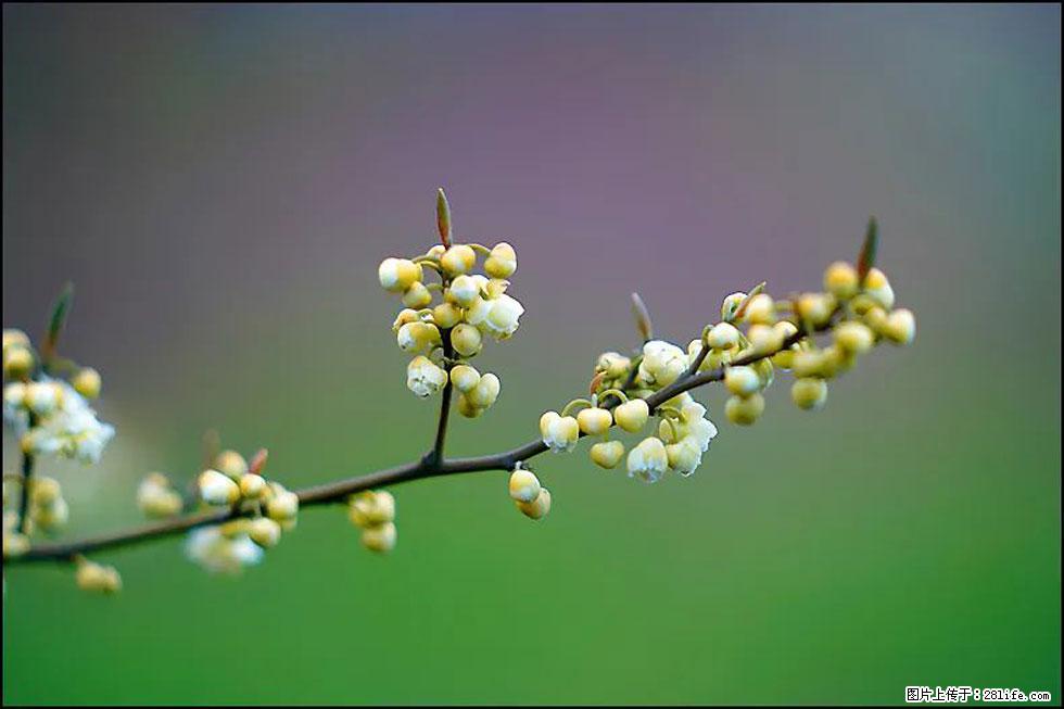 【春天,广西桂林灌阳县向您发出邀请!】米珠山前有片山苍子花在飘香 - 游山玩水 - 晋城生活社区 - 晋城28生活网 jincheng.28life.com