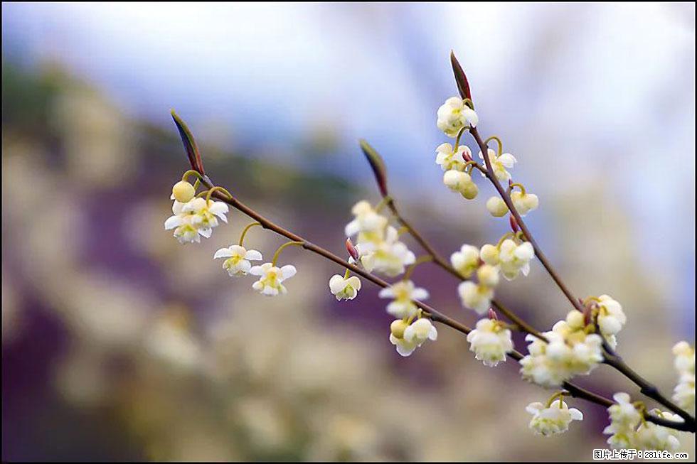 【春天,广西桂林灌阳县向您发出邀请!】米珠山前有片山苍子花在飘香 - 游山玩水 - 晋城生活社区 - 晋城28生活网 jincheng.28life.com