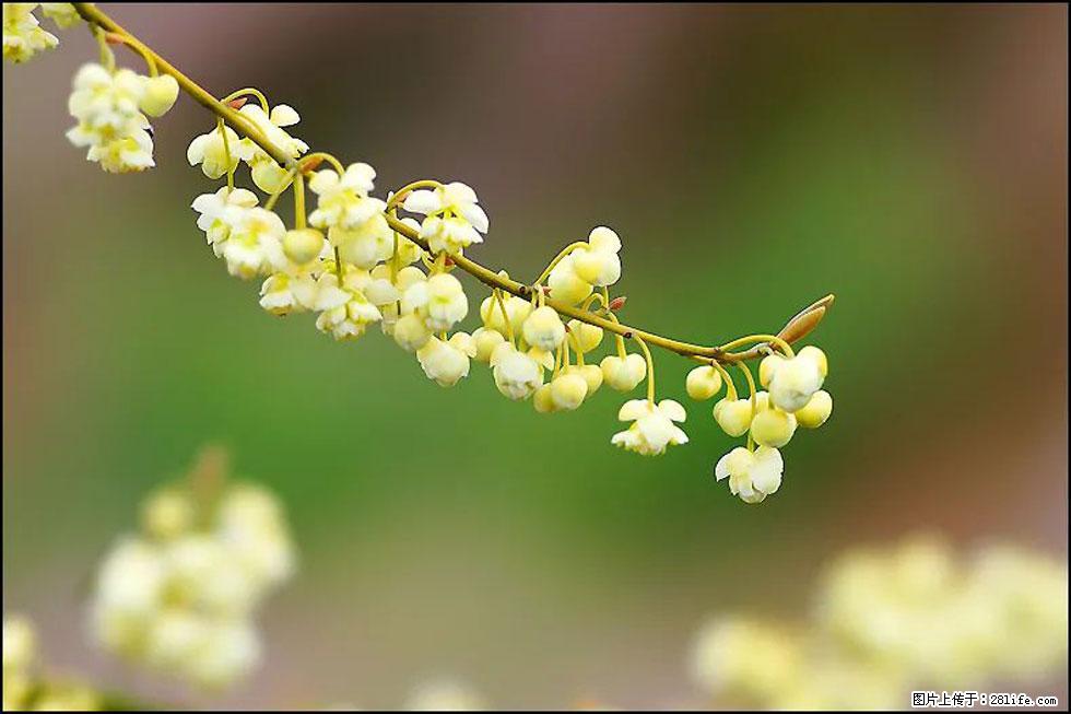 【春天,广西桂林灌阳县向您发出邀请!】米珠山前有片山苍子花在飘香 - 游山玩水 - 晋城生活社区 - 晋城28生活网 jincheng.28life.com