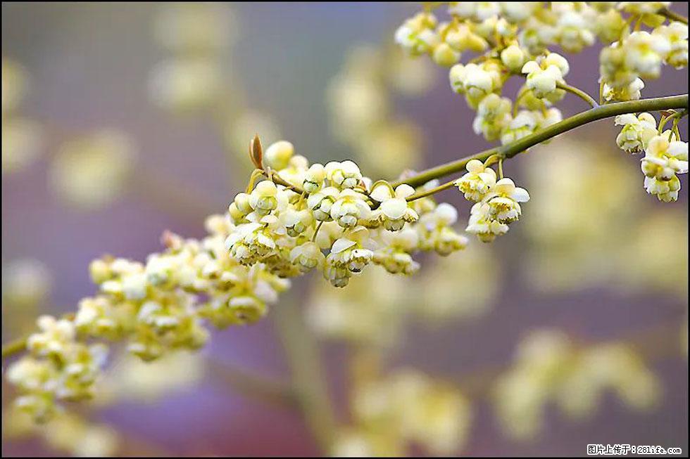 【春天,广西桂林灌阳县向您发出邀请!】米珠山前有片山苍子花在飘香 - 游山玩水 - 晋城生活社区 - 晋城28生活网 jincheng.28life.com