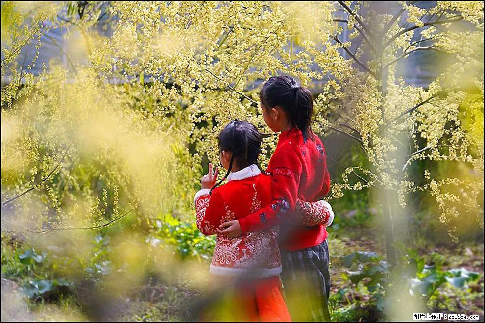 【春天,广西桂林灌阳县向您发出邀请!】米珠山前有片山苍子花在飘香 - 游山玩水 - 晋城生活社区 - 晋城28生活网 jincheng.28life.com