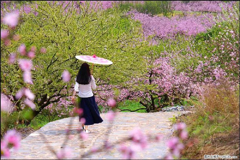 【春天,广西桂林灌阳县向您发出邀请!】官庄村有个醉美的桃花园 - 游山玩水 - 晋城生活社区 - 晋城28生活网 jincheng.28life.com