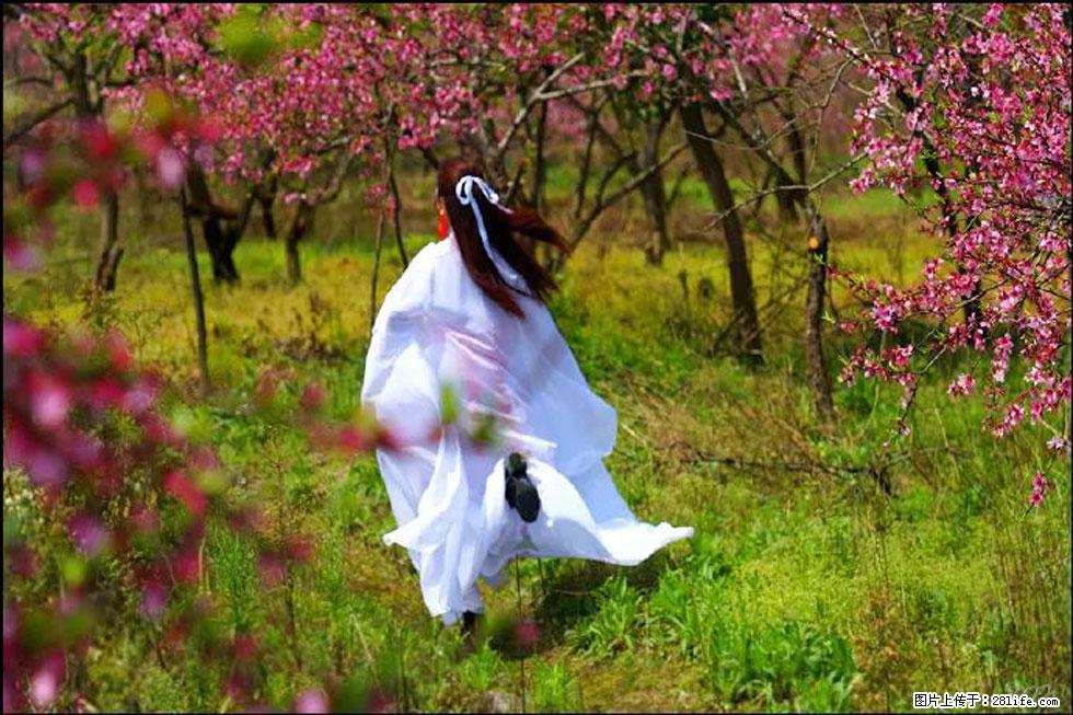 【春天,广西桂林灌阳县向您发出邀请!】官庄村有个醉美的桃花园 - 游山玩水 - 晋城生活社区 - 晋城28生活网 jincheng.28life.com