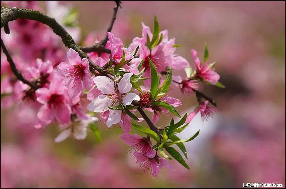 【春天,广西桂林灌阳县向您发出邀请!】官庄村有个醉美的桃花园 - 游山玩水 - 晋城生活社区 - 晋城28生活网 jincheng.28life.com