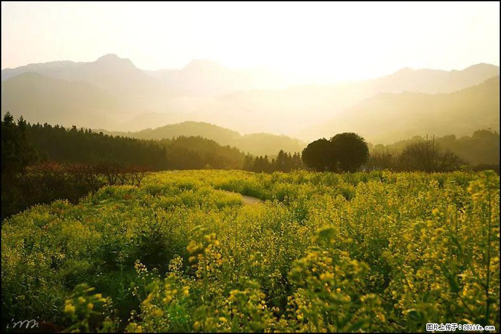 【春天,广西桂林灌阳县向您发出邀请!】长坪村油菜盛情花开 - 游山玩水 - 晋城生活社区 - 晋城28生活网 jincheng.28life.com