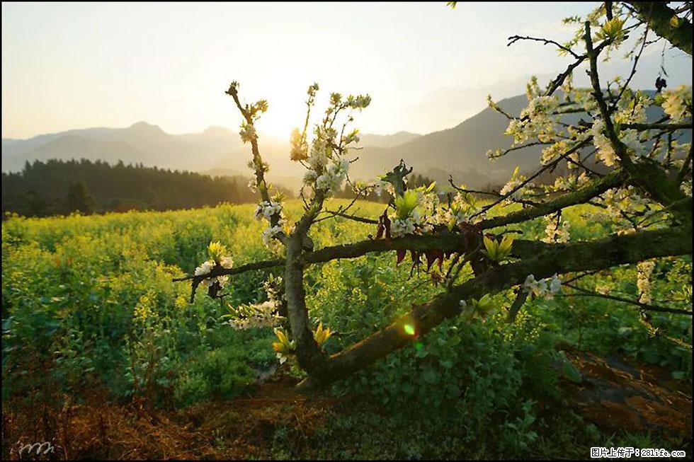 【春天,广西桂林灌阳县向您发出邀请!】长坪村油菜盛情花开 - 游山玩水 - 晋城生活社区 - 晋城28生活网 jincheng.28life.com