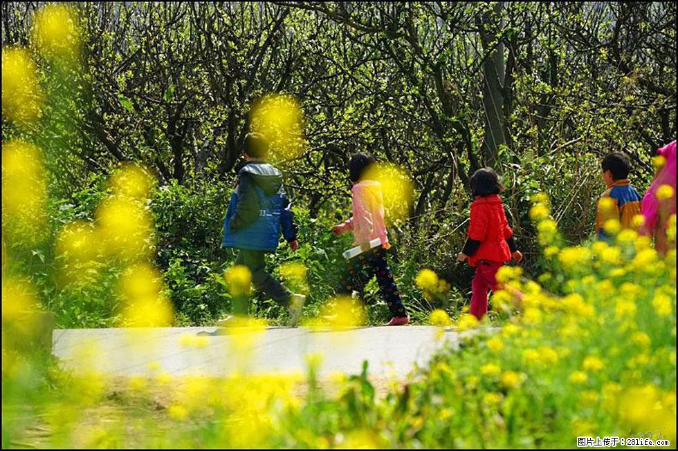 【春天,广西桂林灌阳县向您发出邀请!】长坪村油菜盛情花开 - 游山玩水 - 晋城生活社区 - 晋城28生活网 jincheng.28life.com