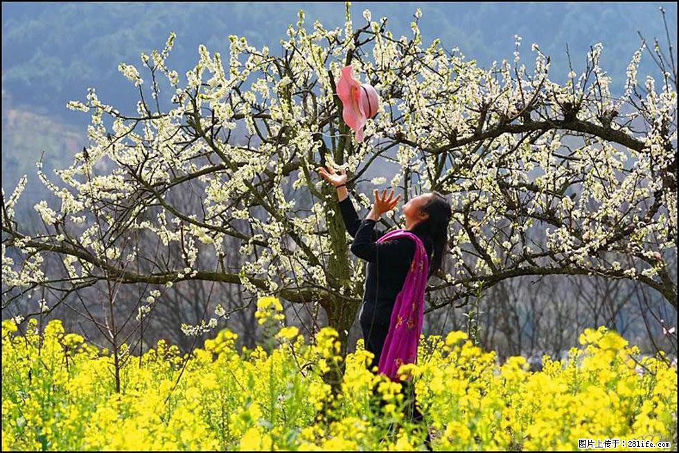 【春天,广西桂林灌阳县向您发出邀请!】长坪村油菜盛情花开 - 游山玩水 - 晋城生活社区 - 晋城28生活网 jincheng.28life.com