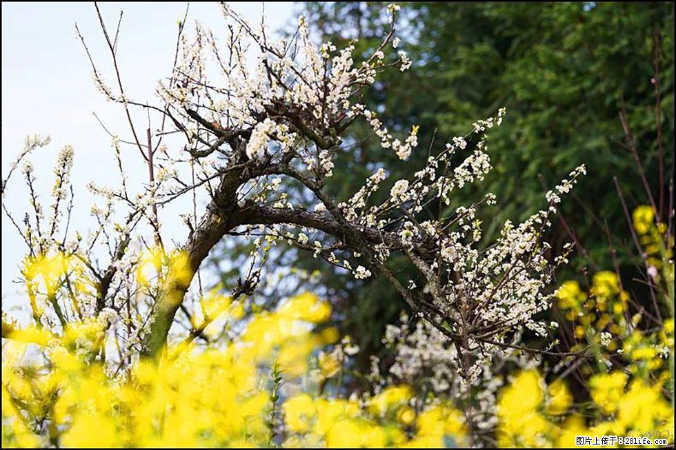 【春天,广西桂林灌阳县向您发出邀请!】长坪村油菜盛情花开 - 游山玩水 - 晋城生活社区 - 晋城28生活网 jincheng.28life.com