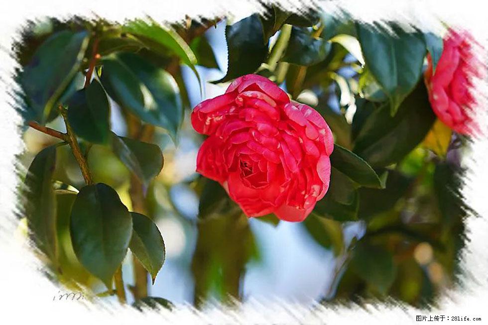 【春天，广西桂林灌阳县向您发出邀请！】杨柳井茶花惹人爱 - 游山玩水 - 晋城生活社区 - 晋城28生活网 jincheng.28life.com