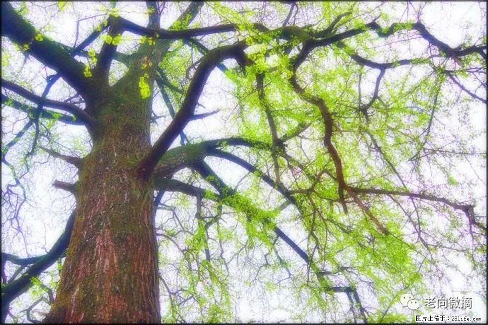 【春天，广西桂林灌阳县向您发出邀请！】在小龙村与春天约会 - 游山玩水 - 晋城生活社区 - 晋城28生活网 jincheng.28life.com