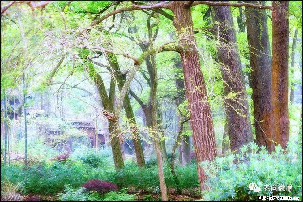 【春天，广西桂林灌阳县向您发出邀请！】在小龙村与春天约会 - 游山玩水 - 晋城生活社区 - 晋城28生活网 jincheng.28life.com