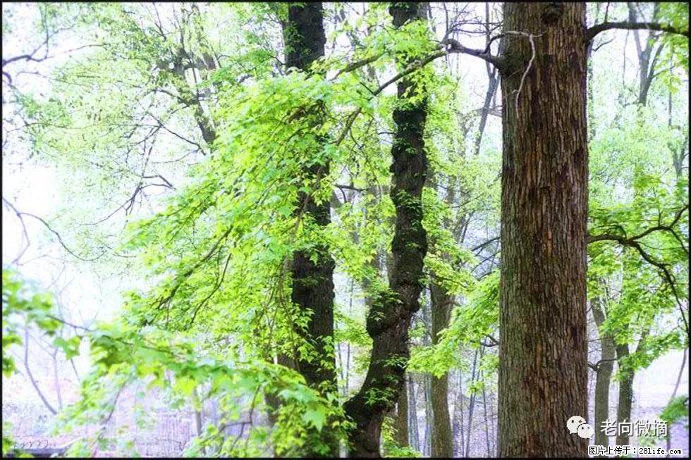 【春天，广西桂林灌阳县向您发出邀请！】在小龙村与春天约会 - 游山玩水 - 晋城生活社区 - 晋城28生活网 jincheng.28life.com