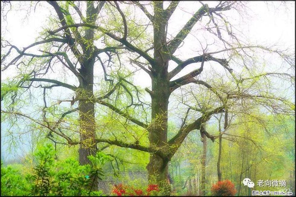 【春天，广西桂林灌阳县向您发出邀请！】在小龙村与春天约会 - 游山玩水 - 晋城生活社区 - 晋城28生活网 jincheng.28life.com