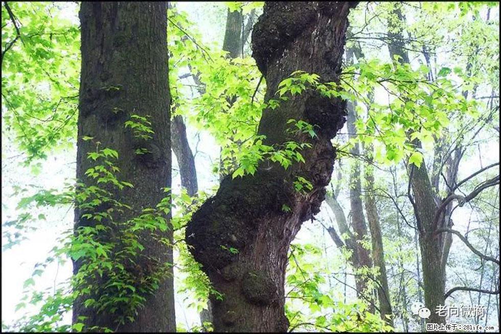 【春天，广西桂林灌阳县向您发出邀请！】在小龙村与春天约会 - 游山玩水 - 晋城生活社区 - 晋城28生活网 jincheng.28life.com