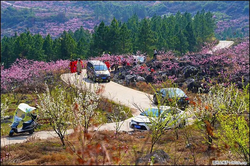【春天,广西桂林灌阳县向您发出邀请!】望月岭上桃花开 - 游山玩水 - 晋城生活社区 - 晋城28生活网 jincheng.28life.com