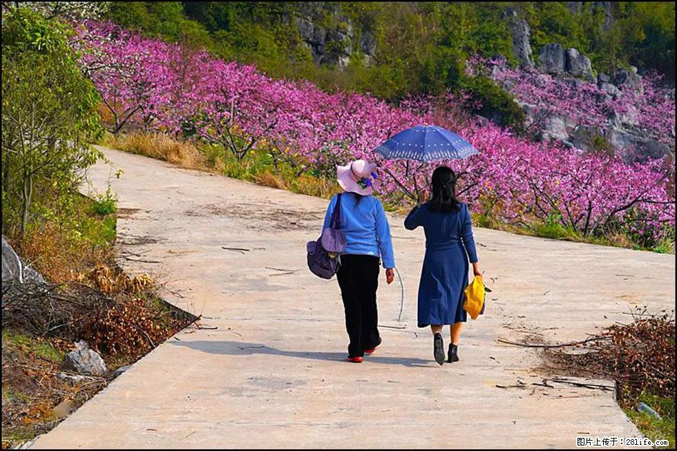 【春天,广西桂林灌阳县向您发出邀请!】望月岭上桃花开 - 游山玩水 - 晋城生活社区 - 晋城28生活网 jincheng.28life.com