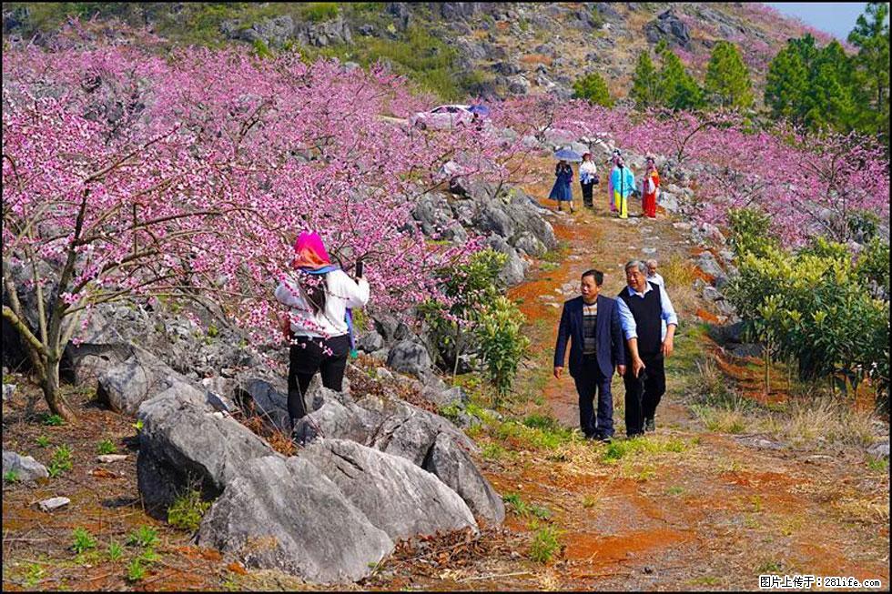 【春天,广西桂林灌阳县向您发出邀请!】望月岭上桃花开 - 游山玩水 - 晋城生活社区 - 晋城28生活网 jincheng.28life.com