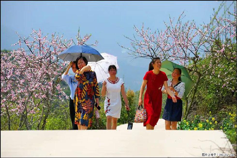 【春天,广西桂林灌阳县向您发出邀请!】望月岭上桃花开 - 游山玩水 - 晋城生活社区 - 晋城28生活网 jincheng.28life.com