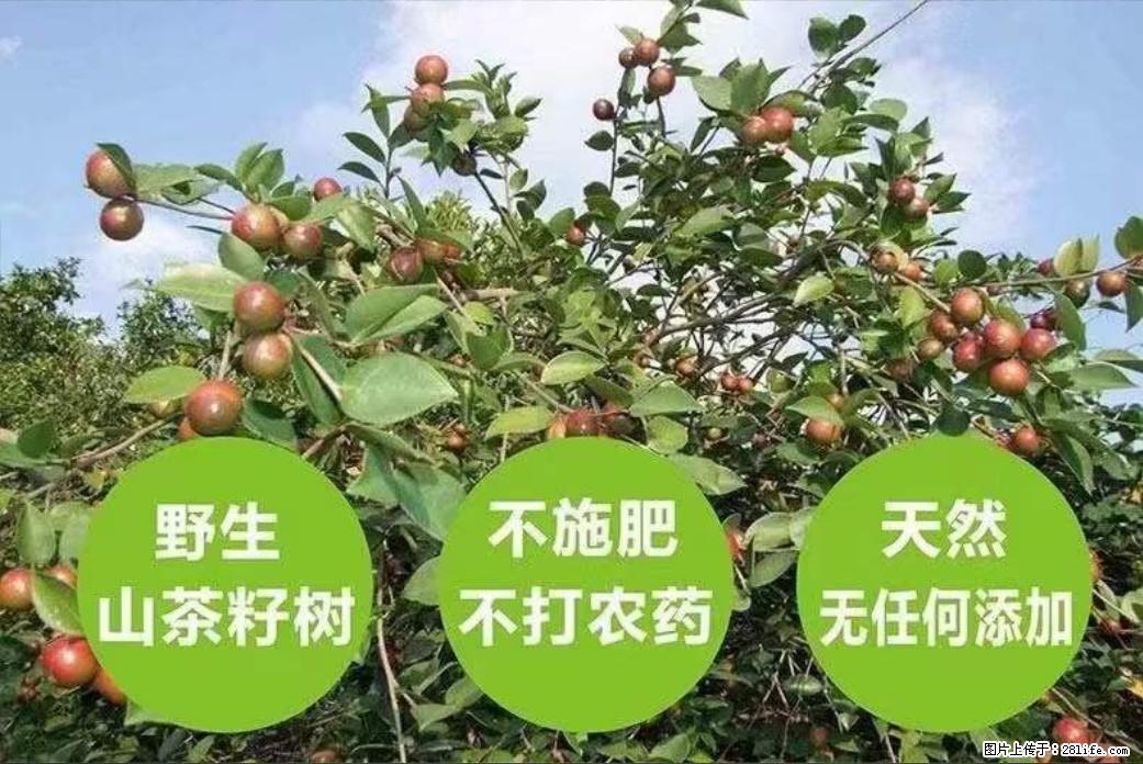 【灌阳县油茶产业示范区】一个有着充实的精神生活的人，对待身外之物自会有一种淡泊的态度 - 美食天地 - 晋城生活社区 - 晋城28生活网 jincheng.28life.com