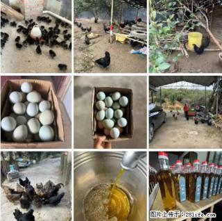 油茶园从小鸡仔开始养起的纯土鸡、土鸡蛋可以预定啦！还有前几天刚榨的纯山茶油哦 - 晋城28生活网 jincheng.28life.com