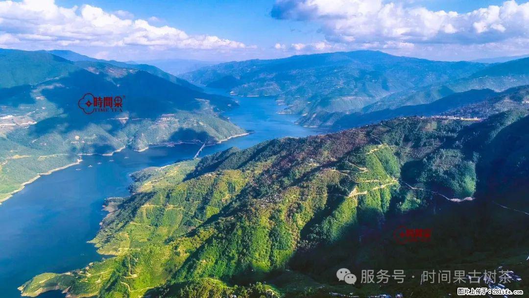 时间果百年古树龙珠普洱生茶 - 购物交流 - 晋城生活社区 - 晋城28生活网 jincheng.28life.com