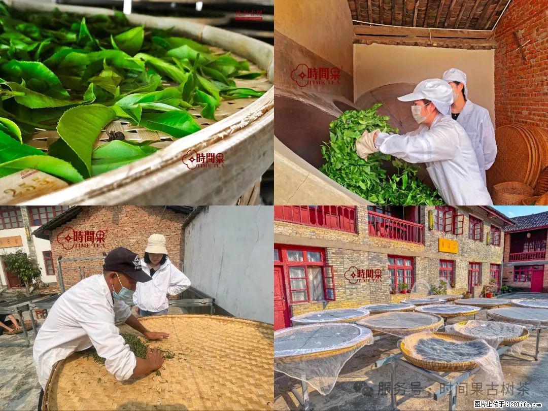 时间果百年古树龙珠普洱生茶 - 购物交流 - 晋城生活社区 - 晋城28生活网 jincheng.28life.com