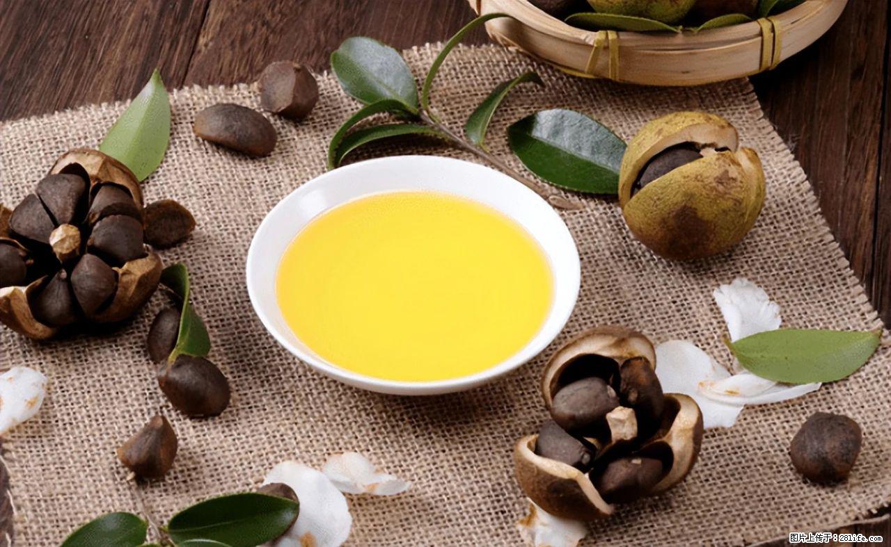 揭秘茶油的5大核心营养成分!被称为人体健康的“守护盾”! - 晋城生活资讯 - 晋城28生活网 jincheng.28life.com