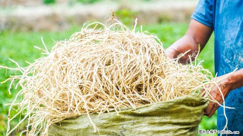 堪称“最难吃”的蔬菜,却是 “抗辐射神器”,还能护肺、清热、止咳化痰! - 晋城生活资讯 - 晋城28生活网 jincheng.28life.com