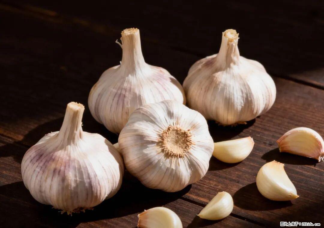 关于大蒜，除了“天然抗生素”，这4个谣言更该警惕! - 晋城生活资讯 - 晋城28生活网 jincheng.28life.com