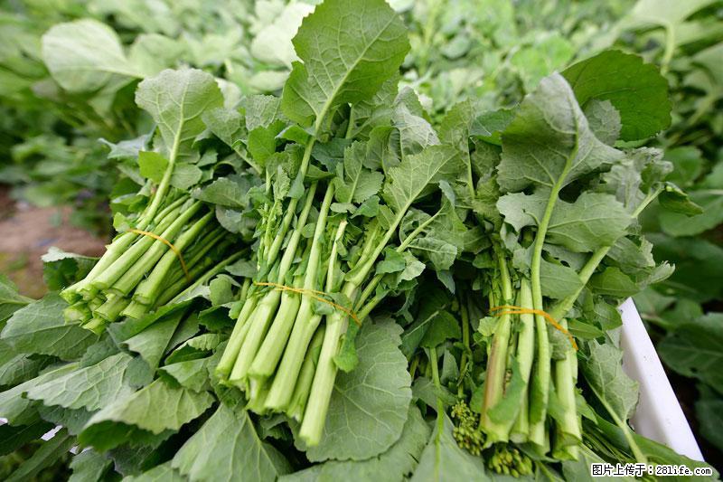 这些蔬菜是“天然钙片”，这6种被医生重点推荐 - 晋城生活资讯 - 晋城28生活网 jincheng.28life.com